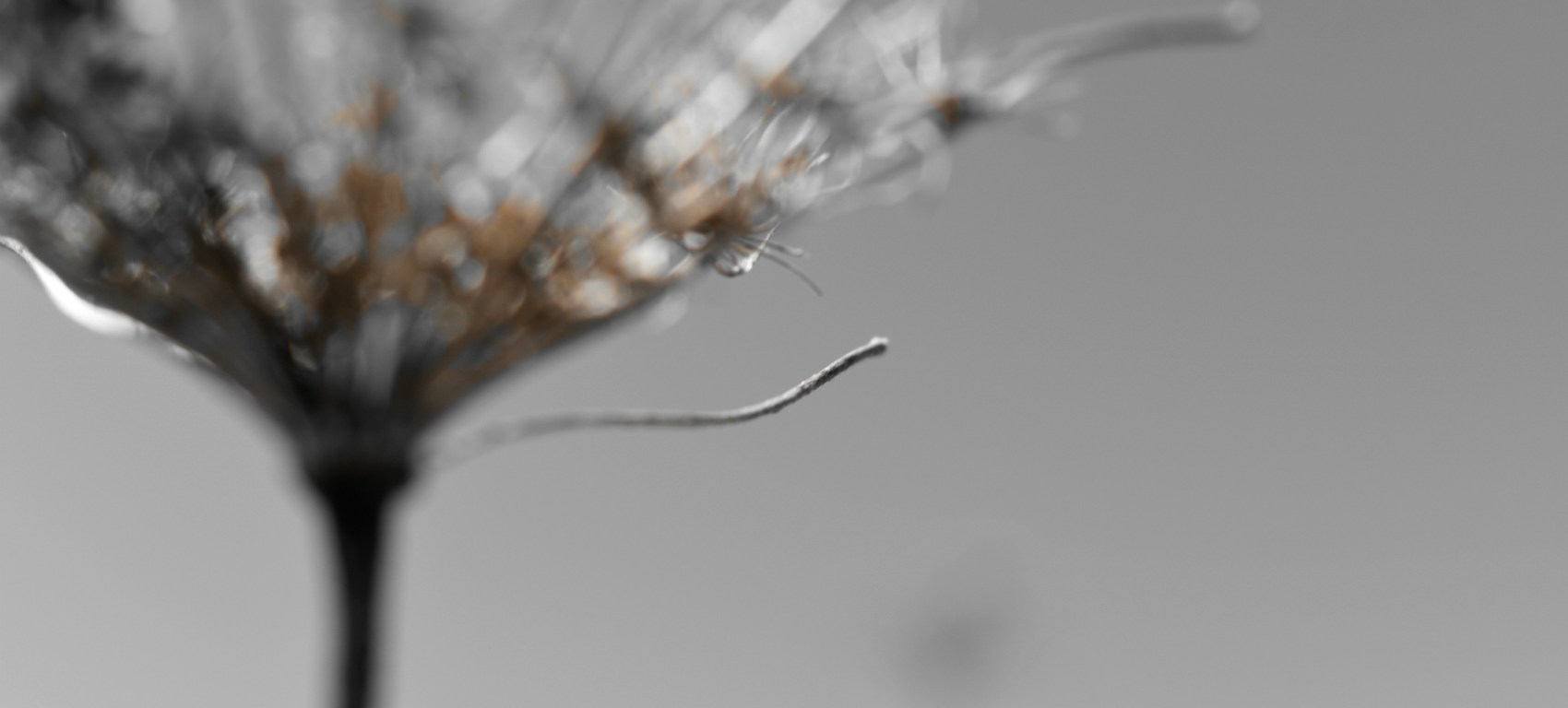 Queen Anne's Lace Seedhead - thetemenosjournal.com