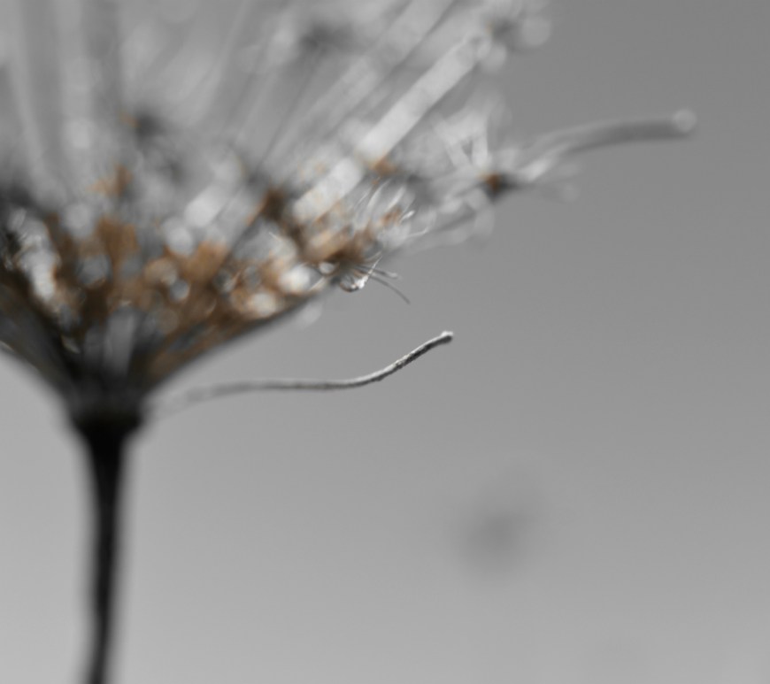 Queen Anne's Lace Seedhead - thetemenosjournal.com