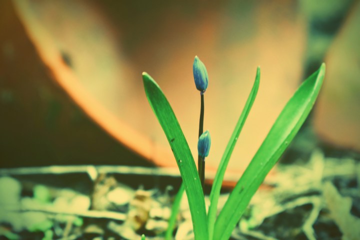 one scilla - thetemenosjournal.com