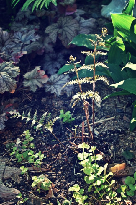 autumn fern in morning light - thetemenosjournal.com