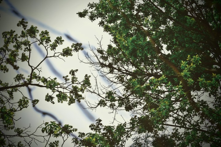 Black Walnut - thetemenosjournal.com