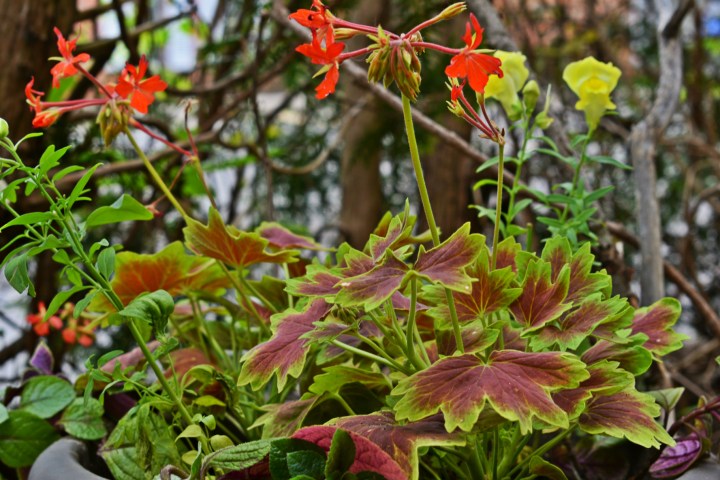 Brocade-leaf Geranium - thetemenosjournal.com