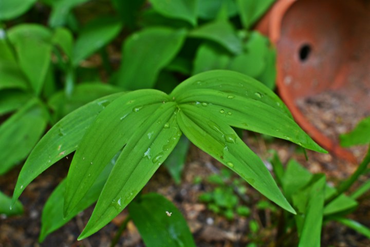 false solomon's seal with raindrops - thetemenosjournal.com