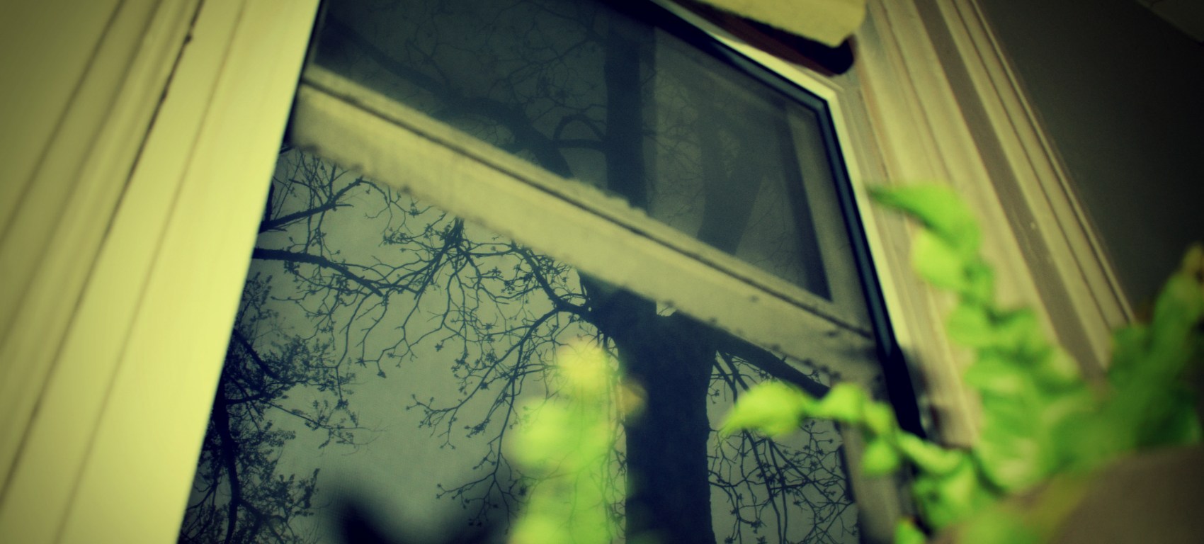 fern and black walnut tree - thetemenosjournal.com