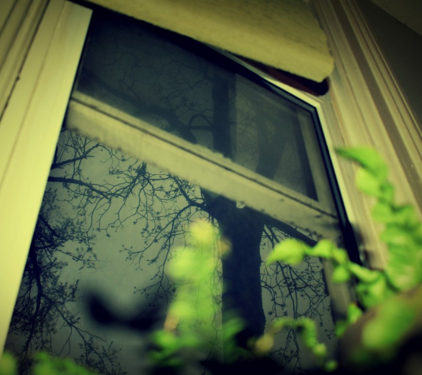 fern and black walnut tree - thetemenosjournal.com