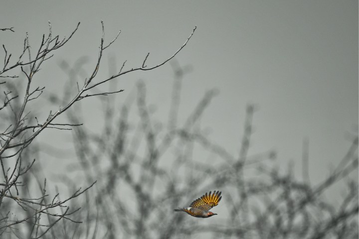 Northern Flicker at The Coves - thetemenosjournal.com