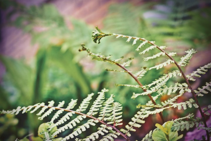 hyrbid lady crested fern