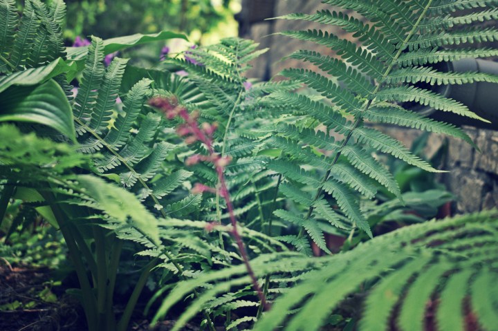 Ostrich Fern - thetemenosjournal.com