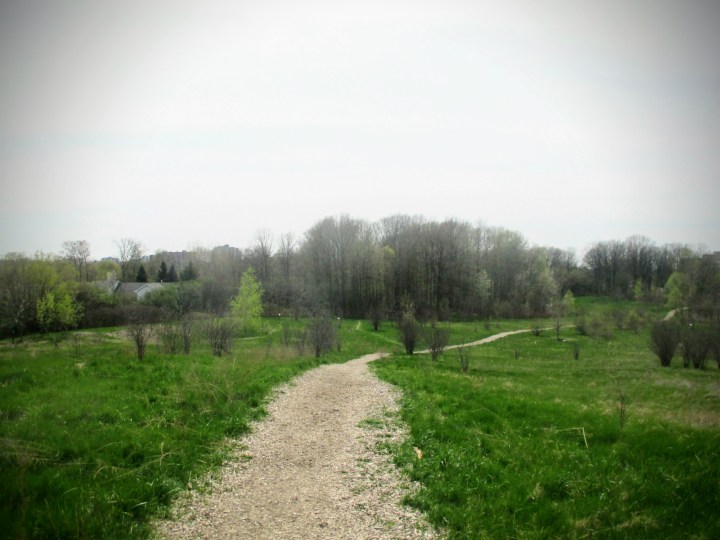 Euston Forest - London, Ontario, Canada - thetemenosjournal.com