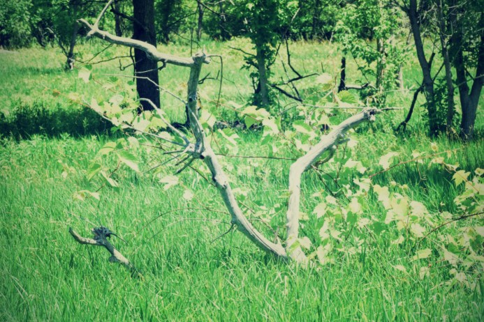 apple tree skeletons - thetemenosjournal.com