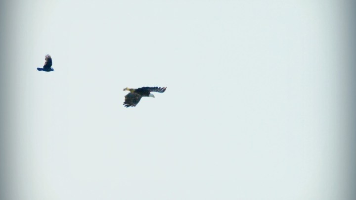 bald eagle at the coves - thetemenosjournal.com