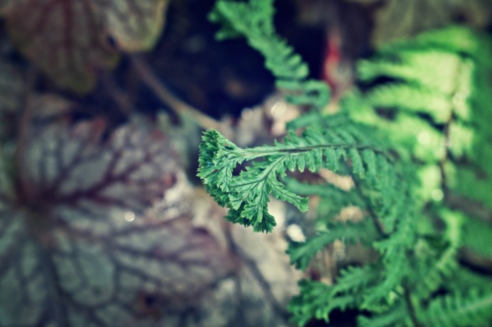 crested lady fern - thetemenosjournal.com