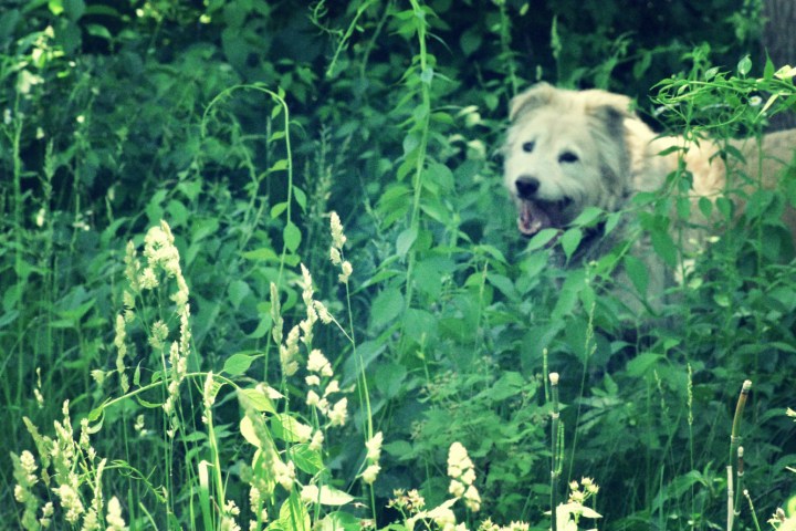 Irish at the Old Orchard - thetemenosjournal.com