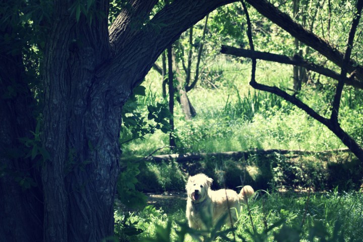 irish at the old orchard - thetemenosjournal.com