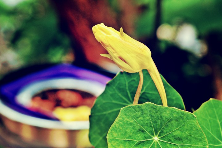 nasturium - thetemenosjournal.com