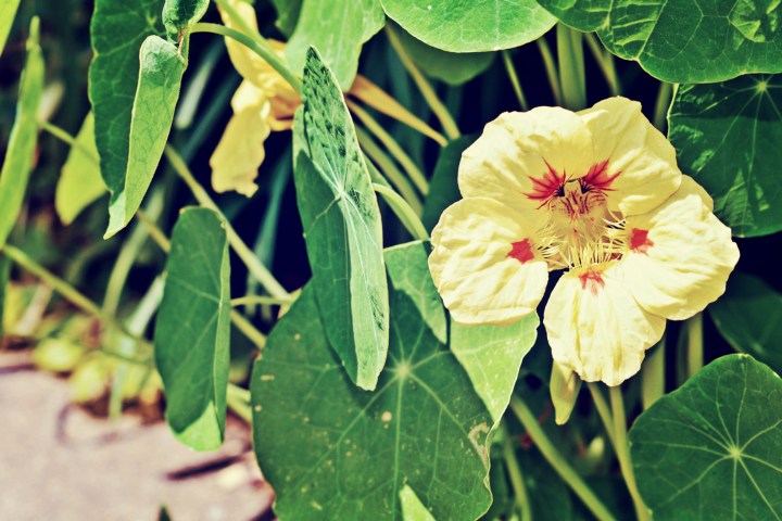 nasturiums - thetemenosjournal.com