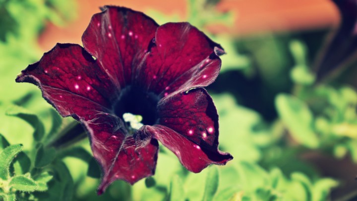 burgundy petunia - thetemenosjournal.com 