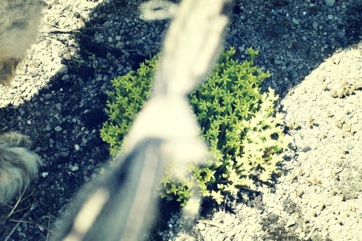 succulent on asphalt