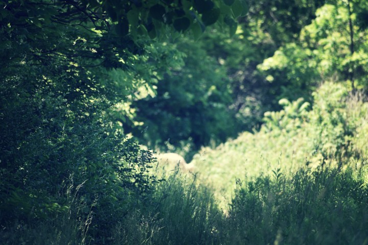 thru the trees - thetemenosjournal.com