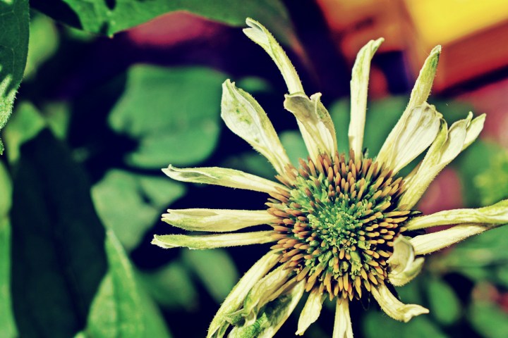 white coneflower - thetemenosjournal.com