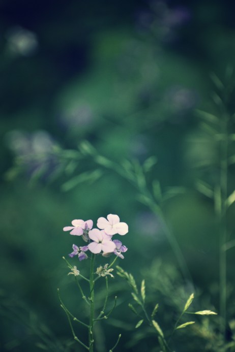 woodland wild flower - thetemenosjournal.com