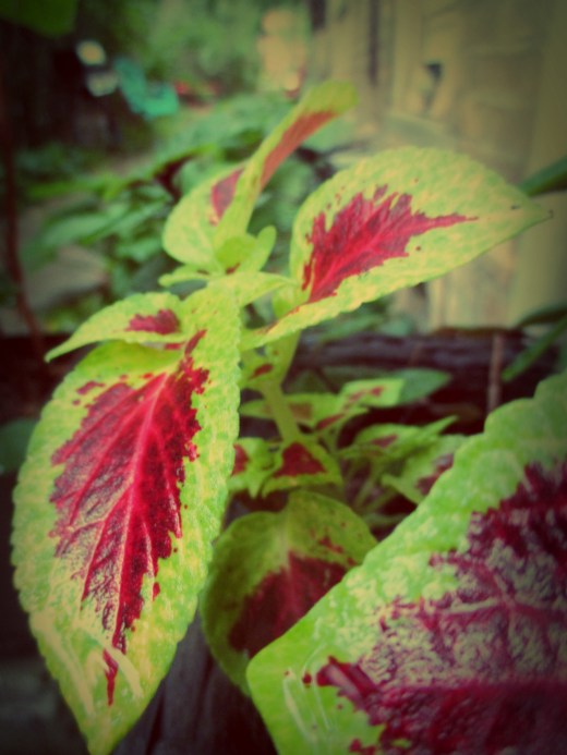 Wizard Scarlet Coleus - thetemenosjournal.com