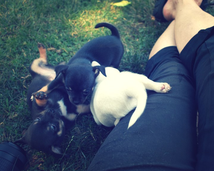 and some more puppies - thetemenosjournal.com