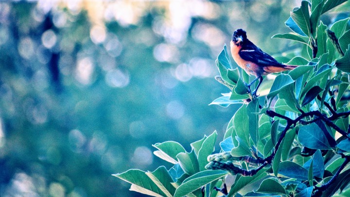 Baltimore Oriole - thetemenosjournal.com