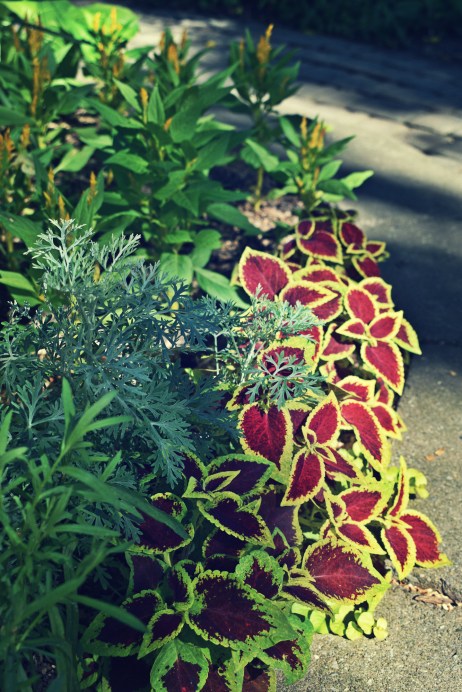 French Tarragon, Coleus, Artemisia 'powis castle ', Celosia - thetemenosjournal.com