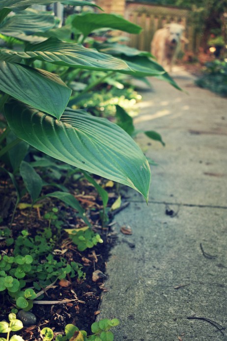 creeping jenny and hostas - thetemenosjournal.com