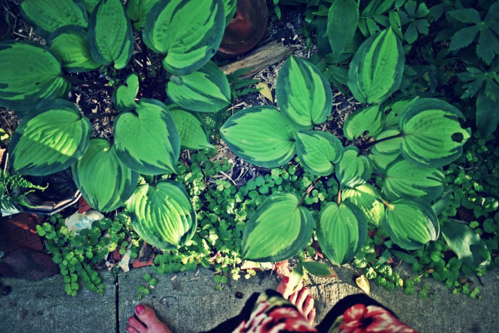 hostas at my feet - thetemenosjournal.com