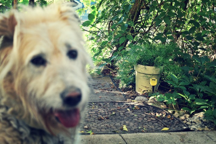 irish at the garden door - thetemenosjournal.com