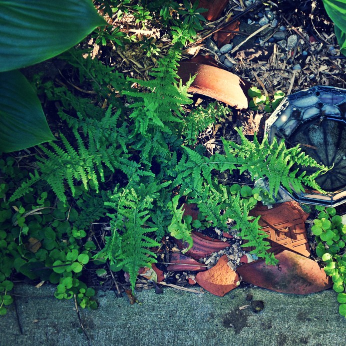 lady fern dipping fingertips in the water - thetemenosjournal.com