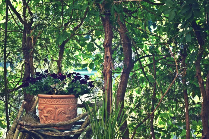 dark velvety petunias in an alpen glow - thetemenosjournal.com