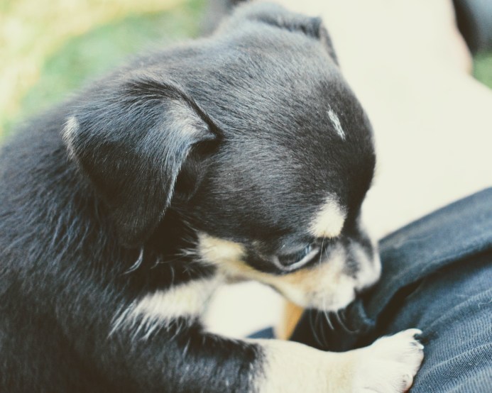 puppies - thetemenosjournal.com