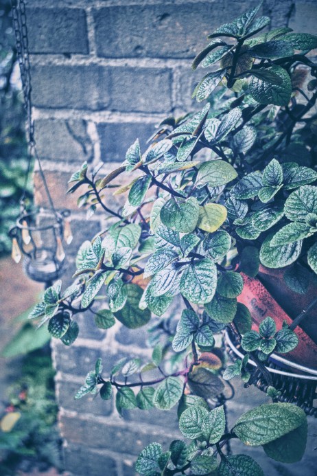 stone cat and water drop
