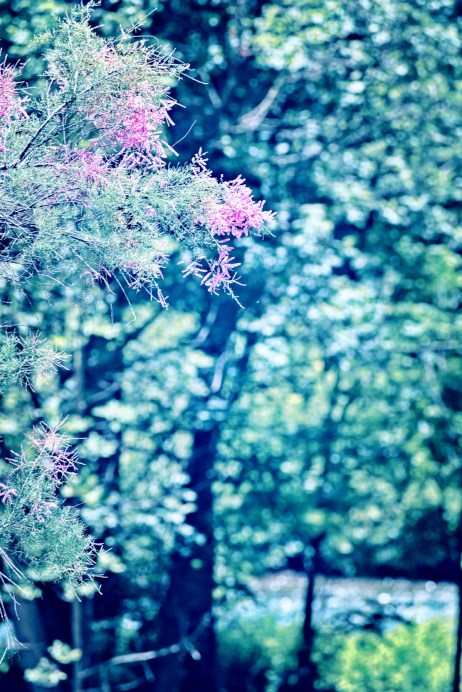 Tamarisk - Biblical Tree - thetemenosjournal.com