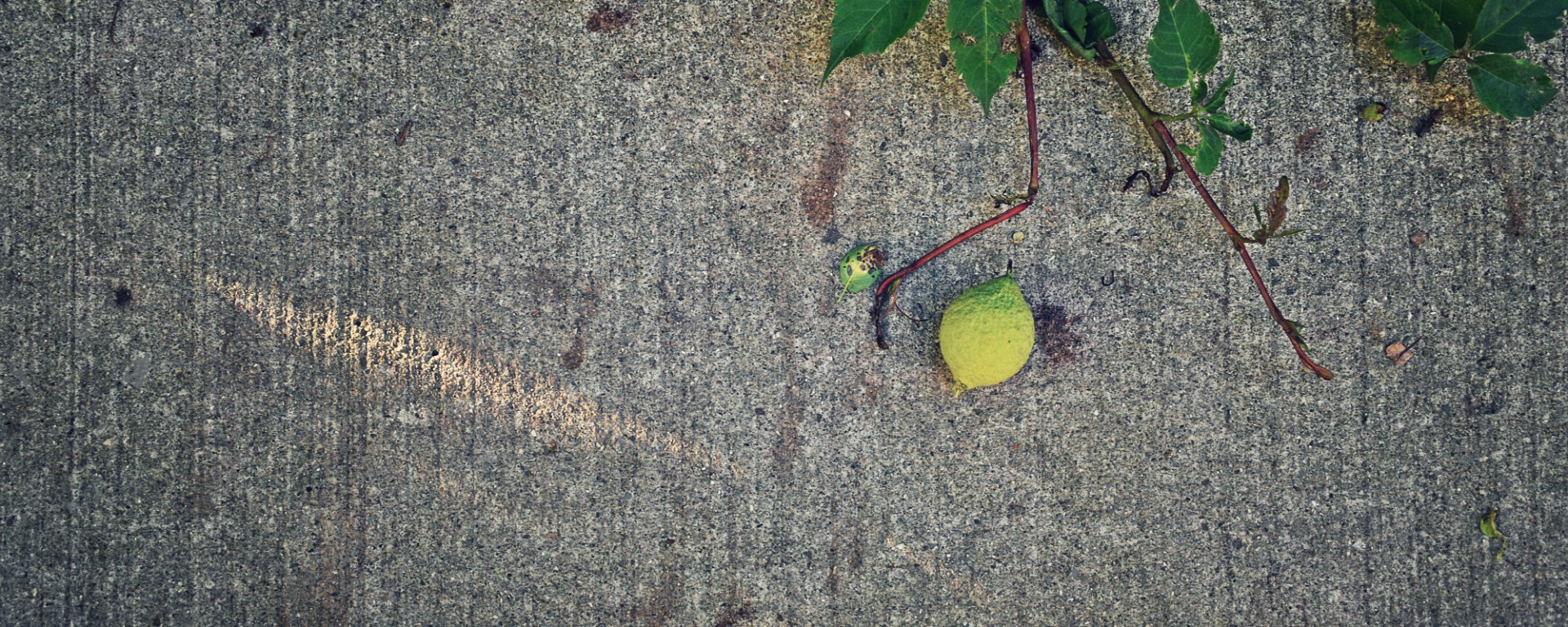 walnut on the sidewalk - thetemensojournal.com