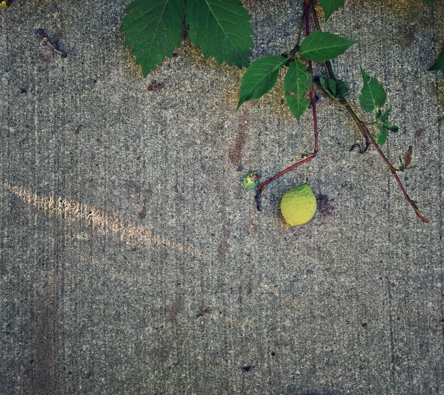 walnut on the sidewalk - thetemensojournal.com