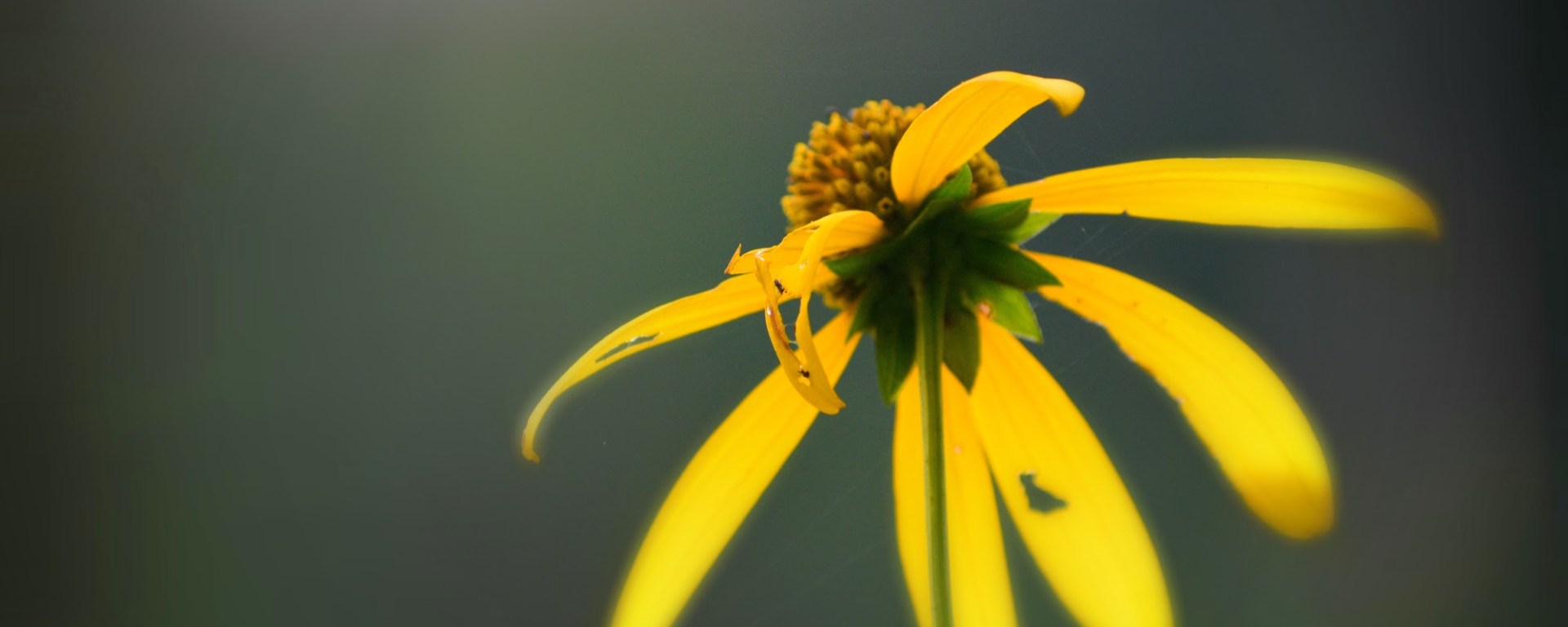 a woodland sunflower - thetemenosjournal.com