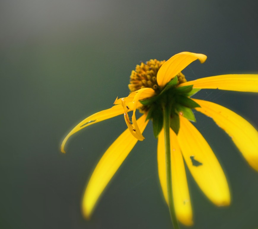 a woodland sunflower - thetemenosjournal.com