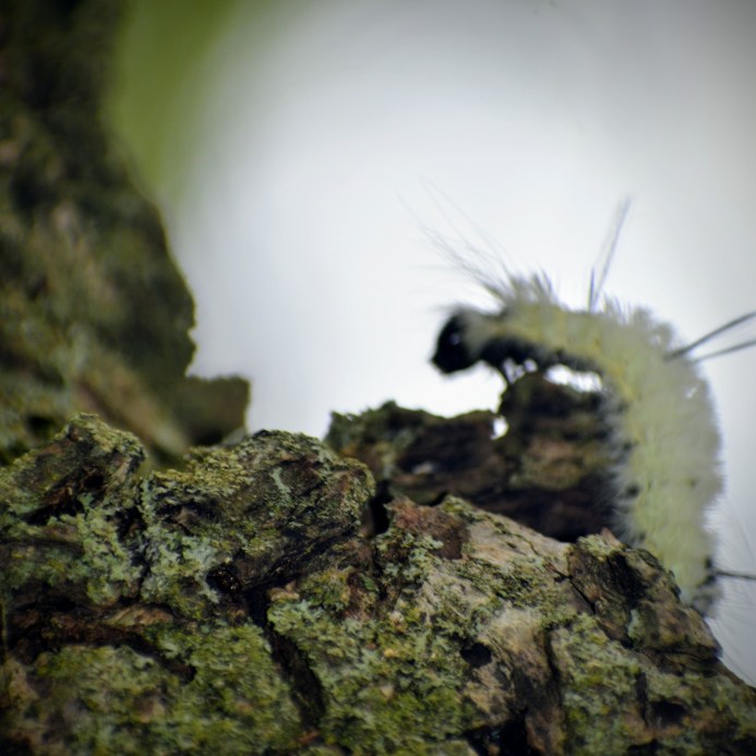 caterpillar - thetemenosjournal.com