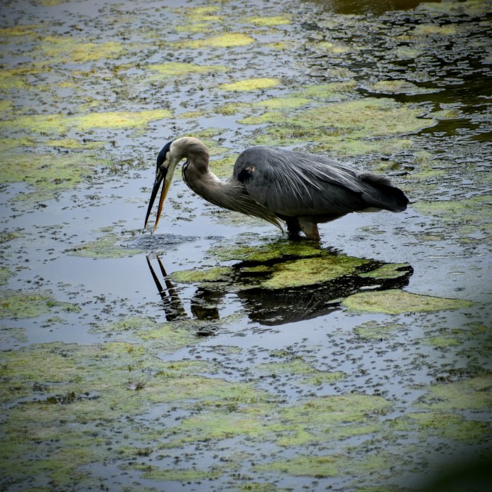 great blue heron - thetemenosjournal.com