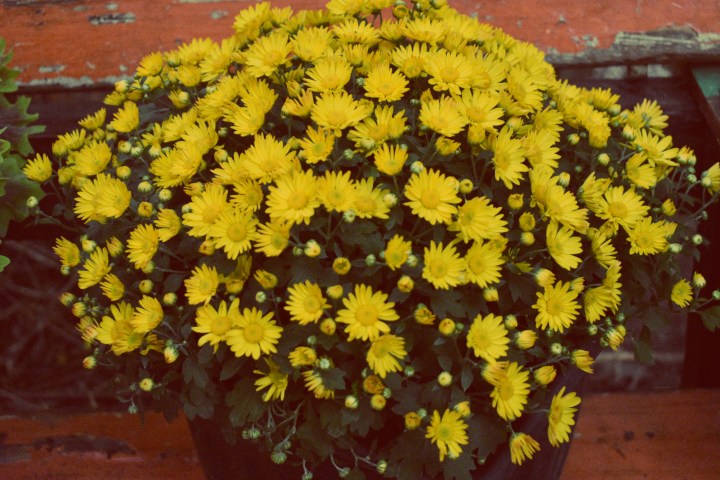 golden mums on a bench - thetemenosjournal.com