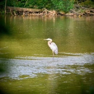 great blue heron in the thames river - thetemenosjournal.com