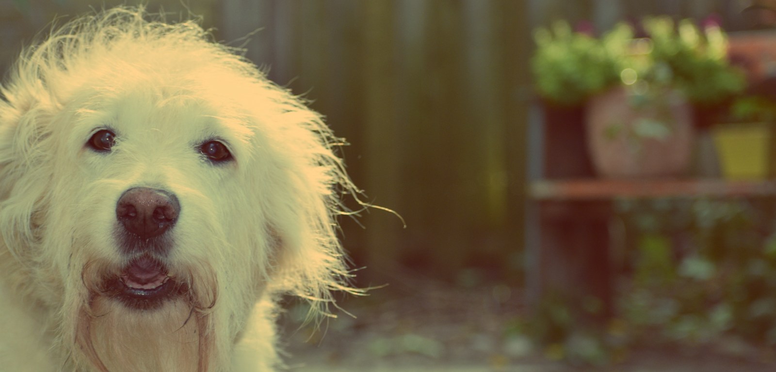 golden dog in a fey light - thetemenosjournal.com