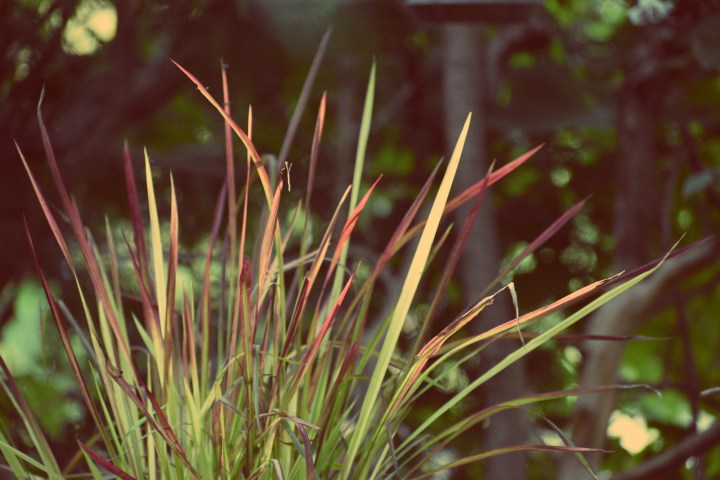 japanese blood grass in afternoon sun - thetemenosjournal.com