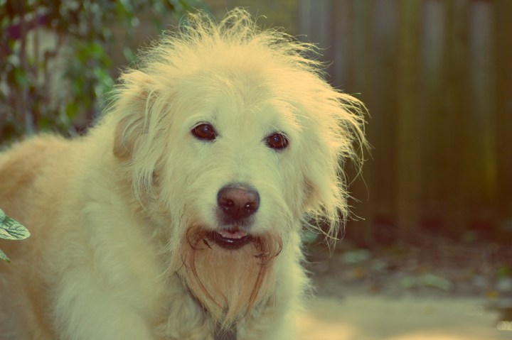pretty golden dog - thetemenosjournal.com