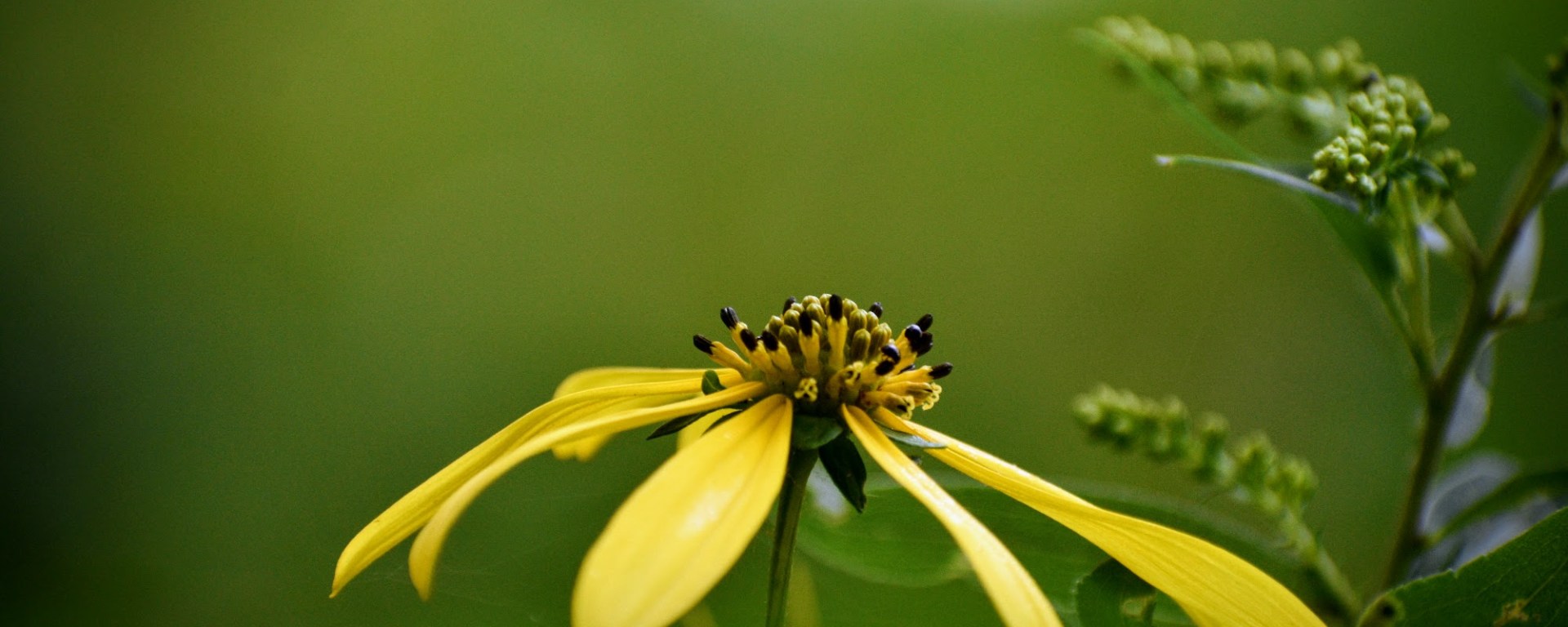sunflower of august - thetemenosjournal.com