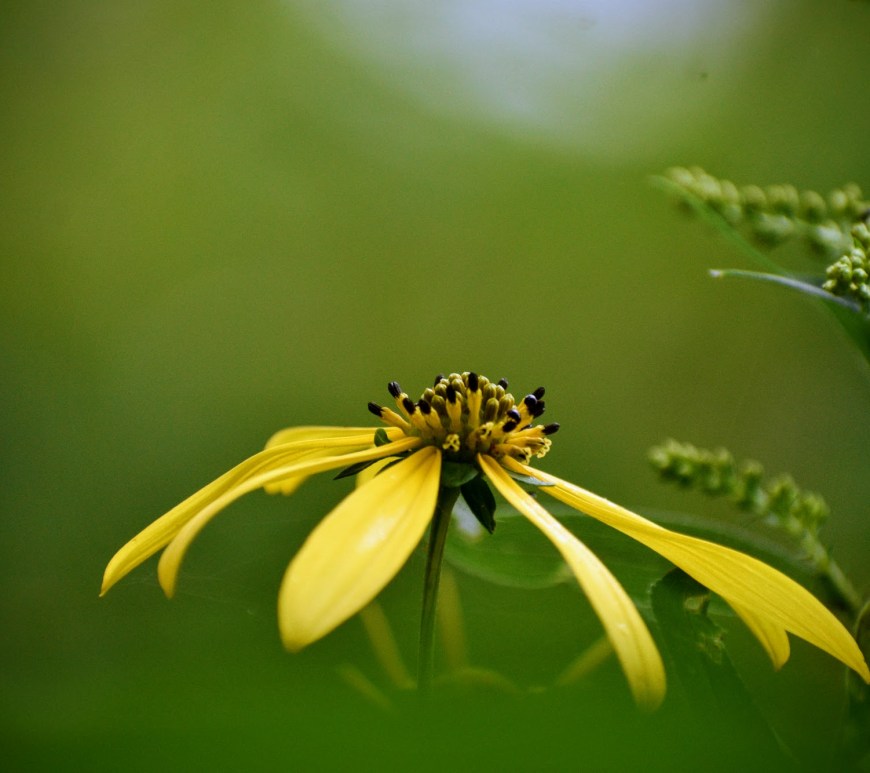 sunflower of august - thetemenosjournal.com